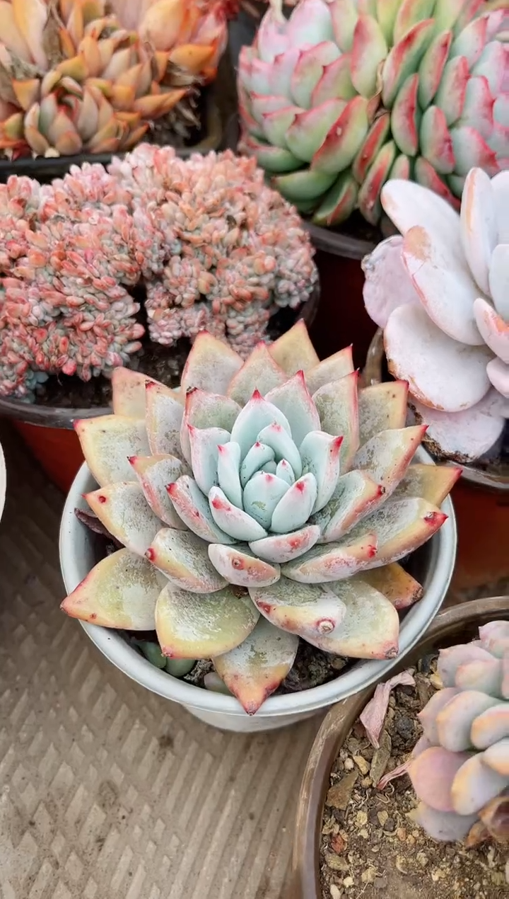 【闪购商品】04559