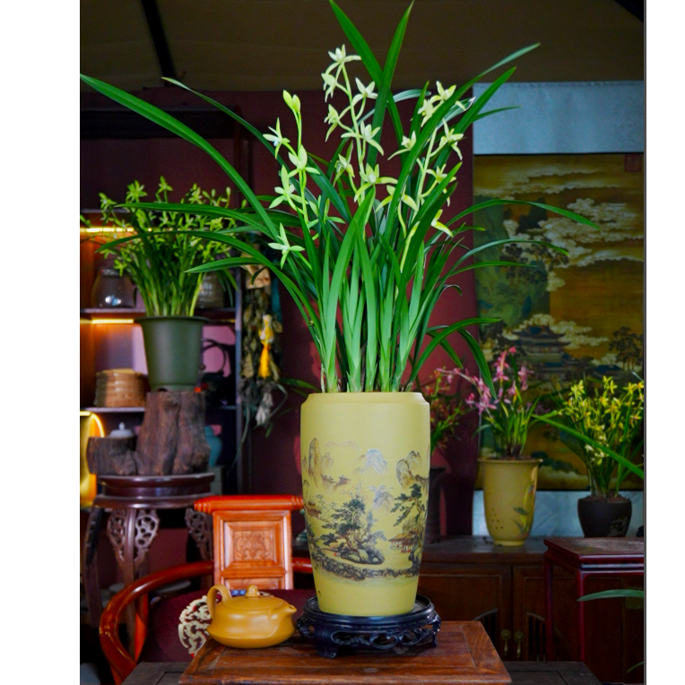 建兰铭品[骊山翠鸟]带花苞带盆种好兰草盆栽好养室内客厅兰花花卉