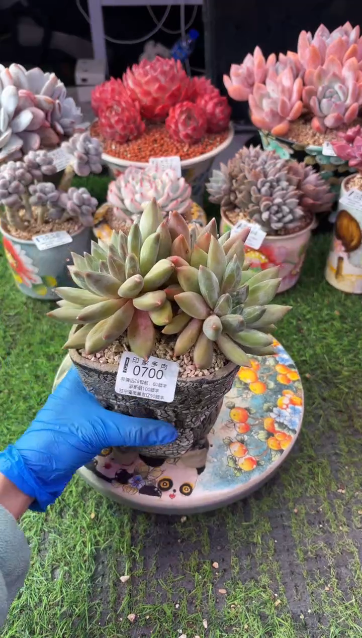 昆明印象多肉0700