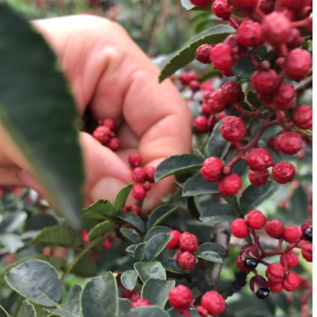 汉源鲜花椒手工花椒油