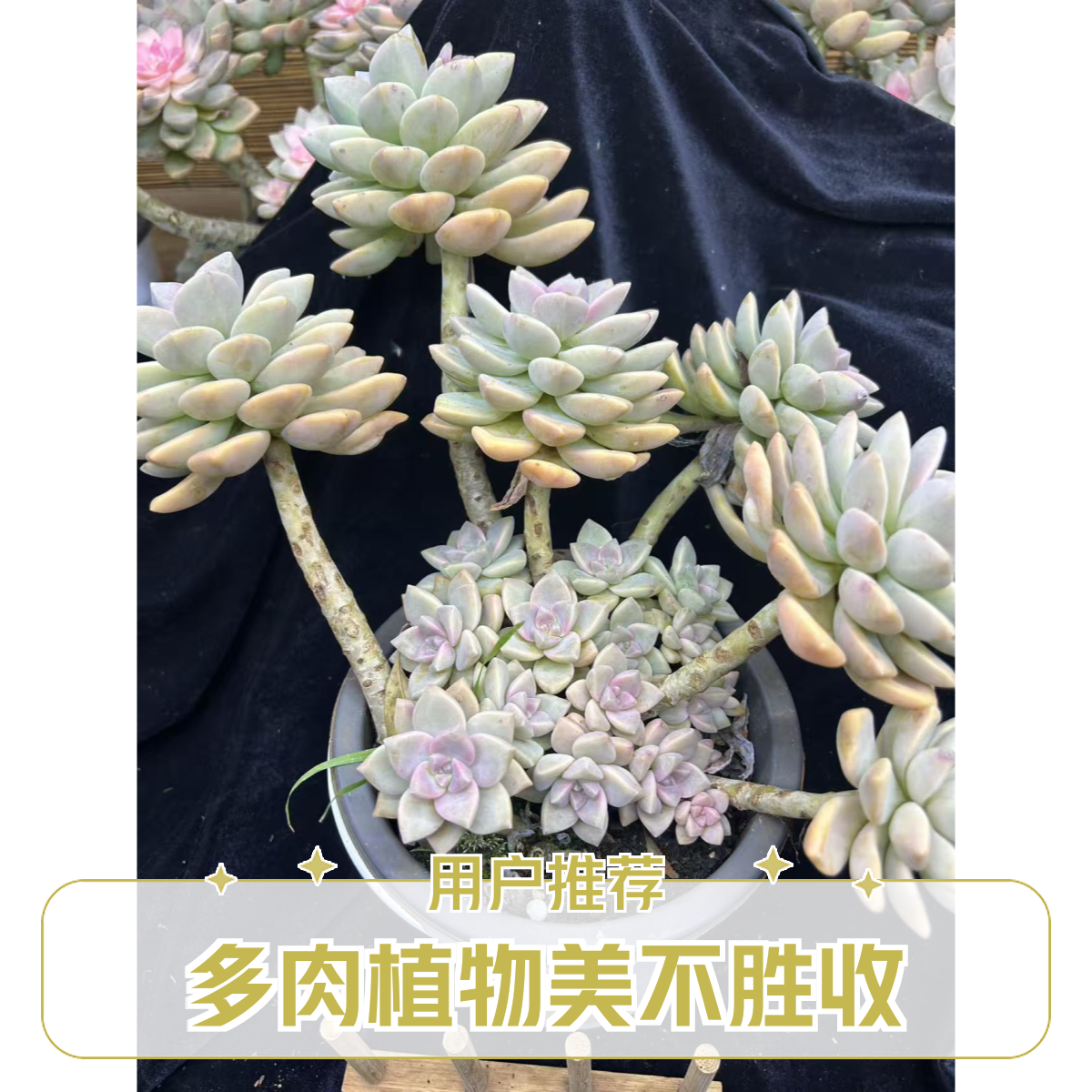 大号淡雪老桩多肉植物室内绿植净化空气好养易活