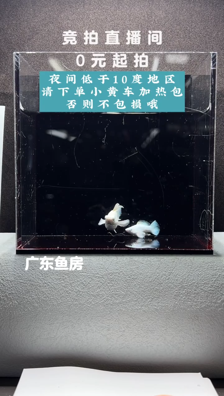 孔雀鱼瓷白钻石眼玛丽球一对编号85