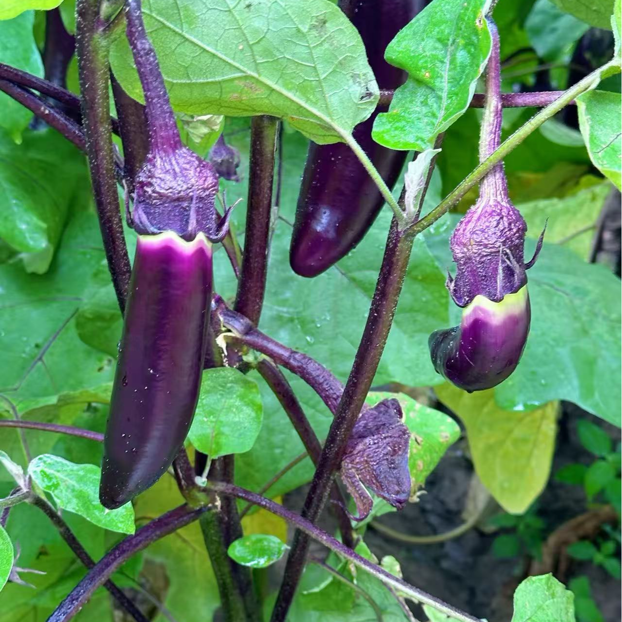 阿来专属---茄子