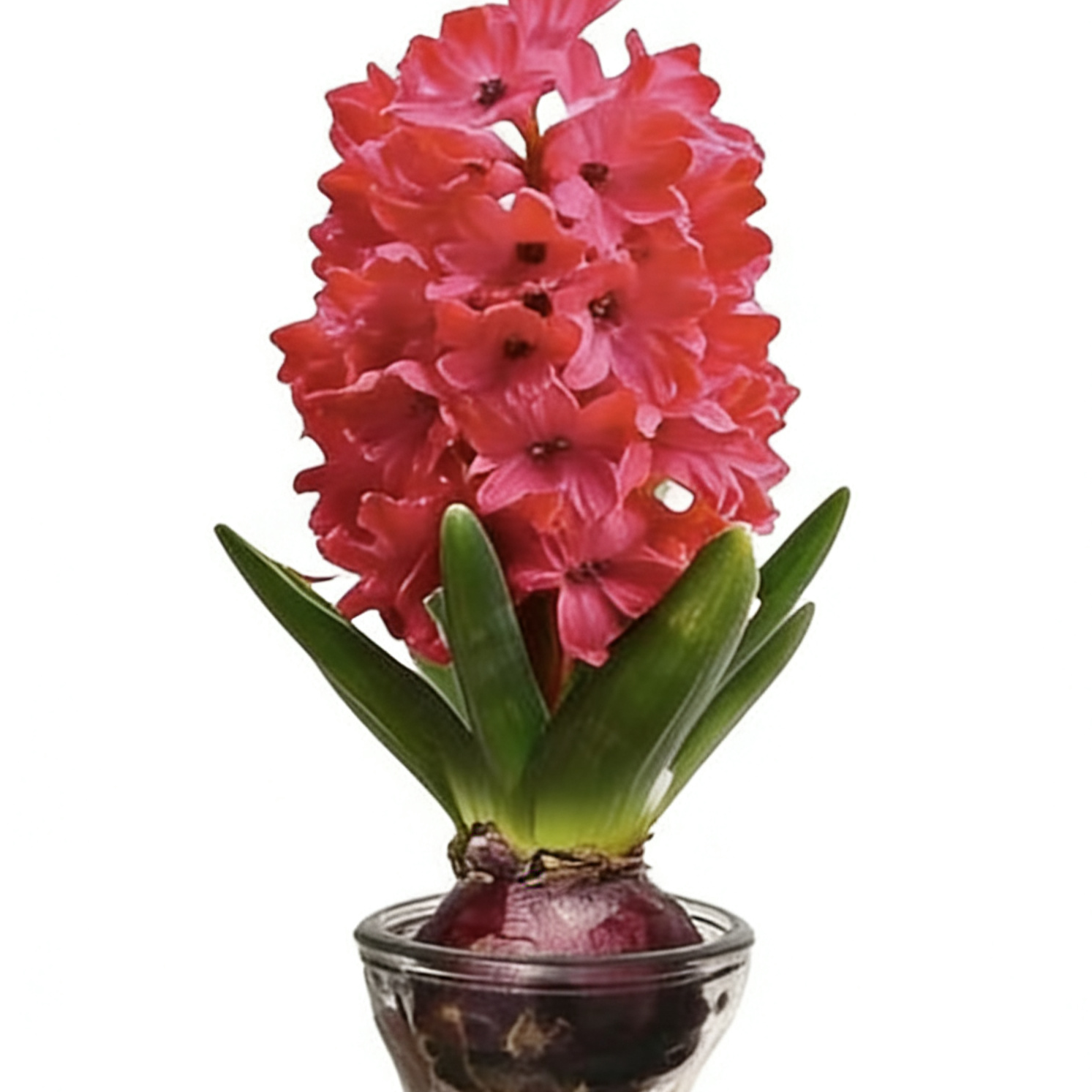 风信子种球水培土培套餐室内外秋冬花卉盆栽好养易活