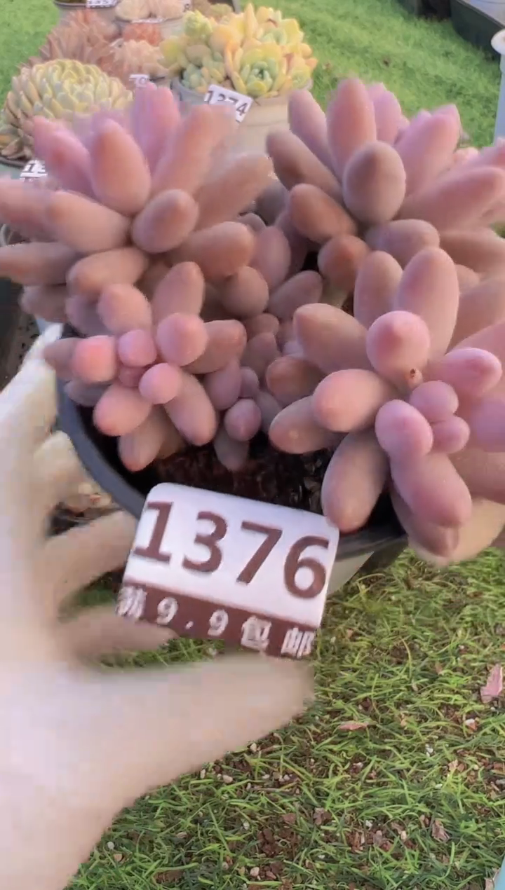 【闪购商品】信服多肉一物一拍