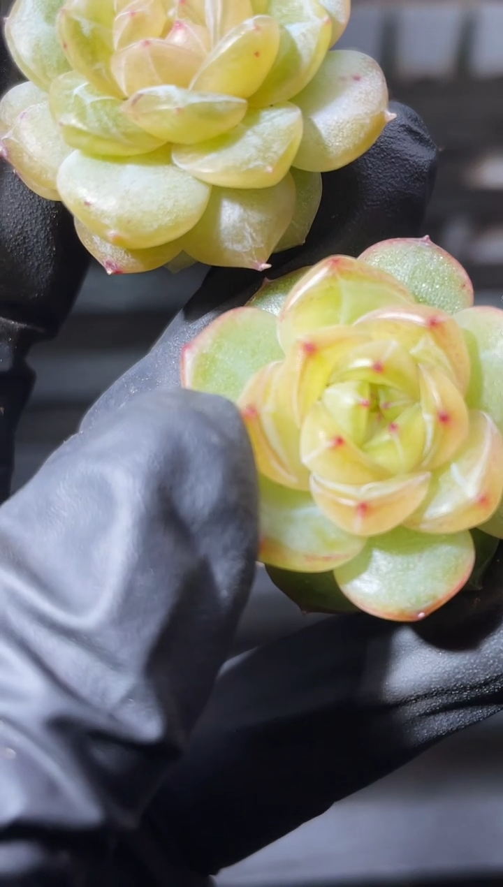 31-35 新品2-3厘米量拍发一颗