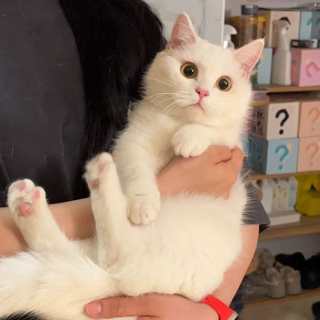 汤汤—【宠物级】纯白矮脚妹妹 7个月 疫苗齐全