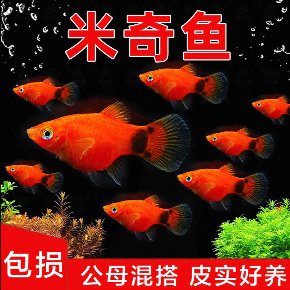 【米奇鱼】胎生观赏鱼易活好养可与玛丽孔雀鱼混养鱼观赏鱼