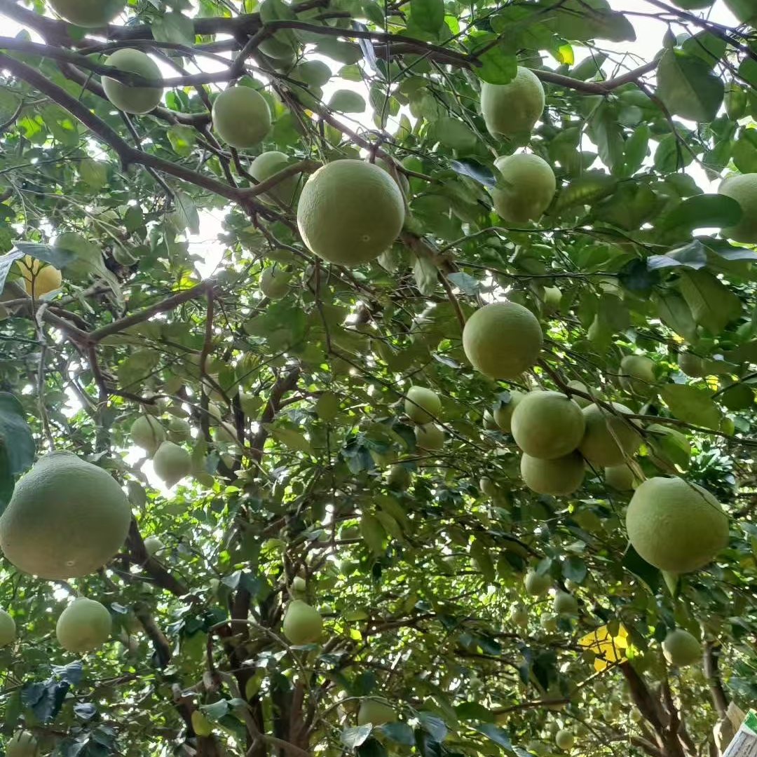 正宗梅县沙田柚，纯田无酸，自家果园，产地直发50斤
