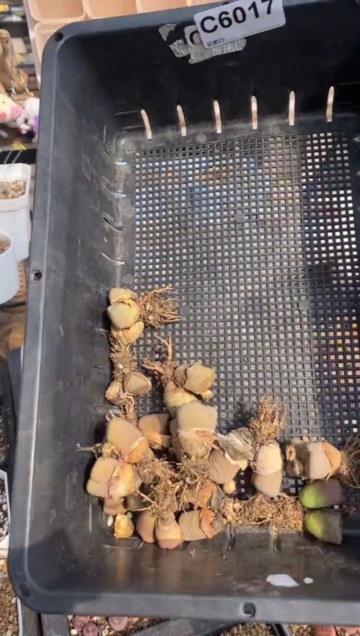 6017 不售后 开播福利一物一拍