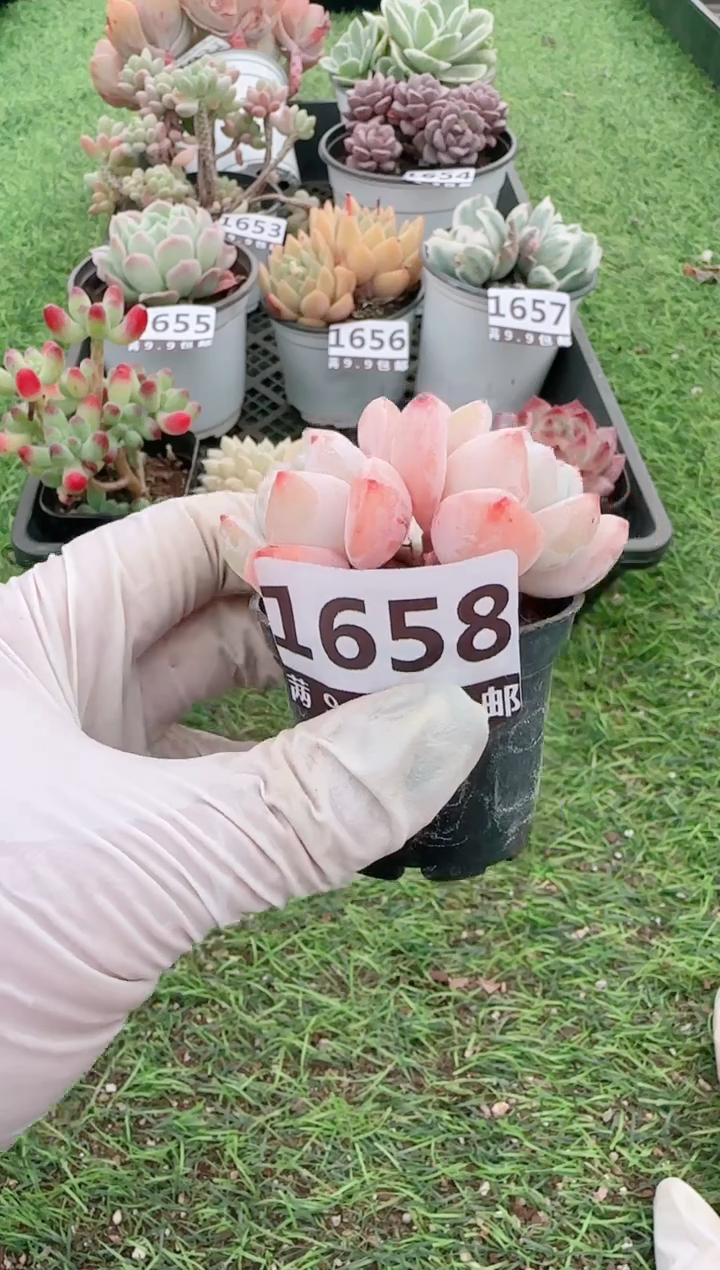 【闪购商品】信福多肉一物一拍