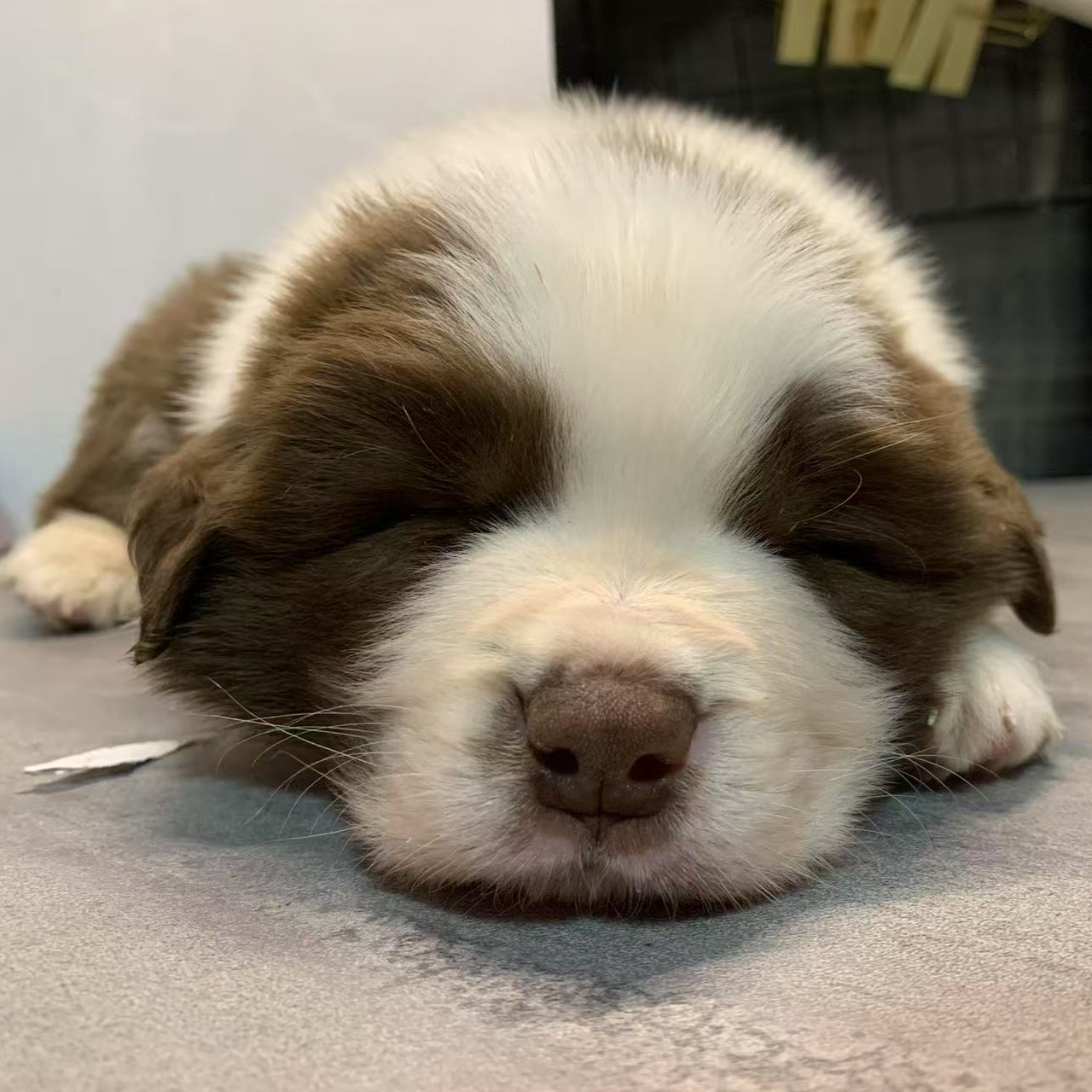 （牧牧星辰家）T小狗狗活体