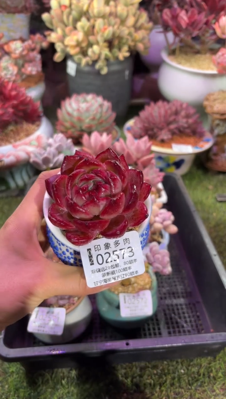 【闪购商品】02573