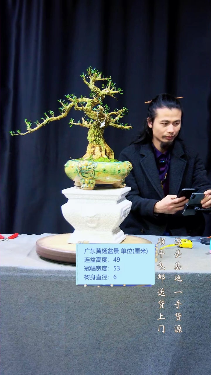 【闪购商品】雀舌黄杨盆景雀舌黄杨盆景