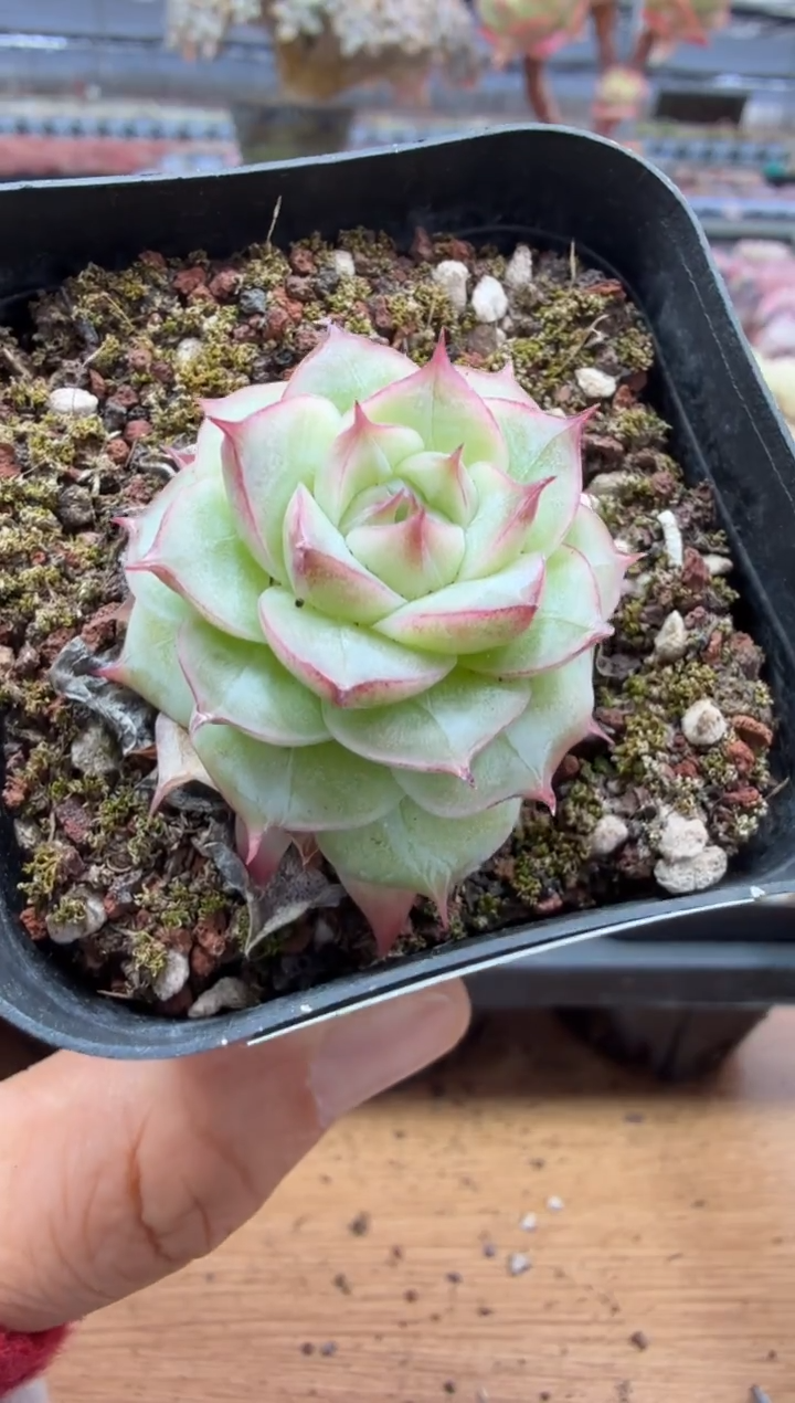 东云多肉园二店-173