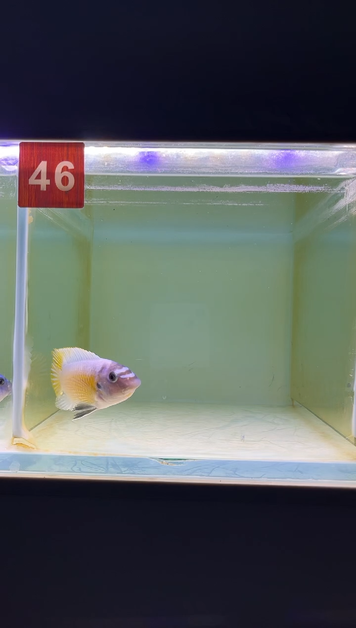 海水三湖慈鲷野生