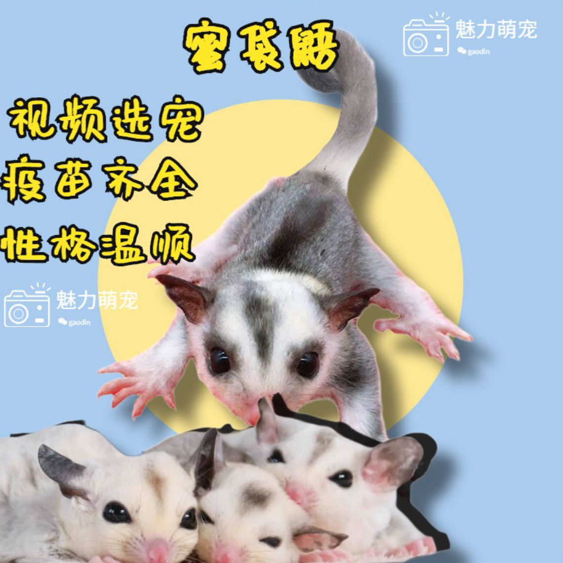 澳洲蜜袋鼯活宠蜜袋鼬活物幼崽白脸马赛克宝网红小飞鼠