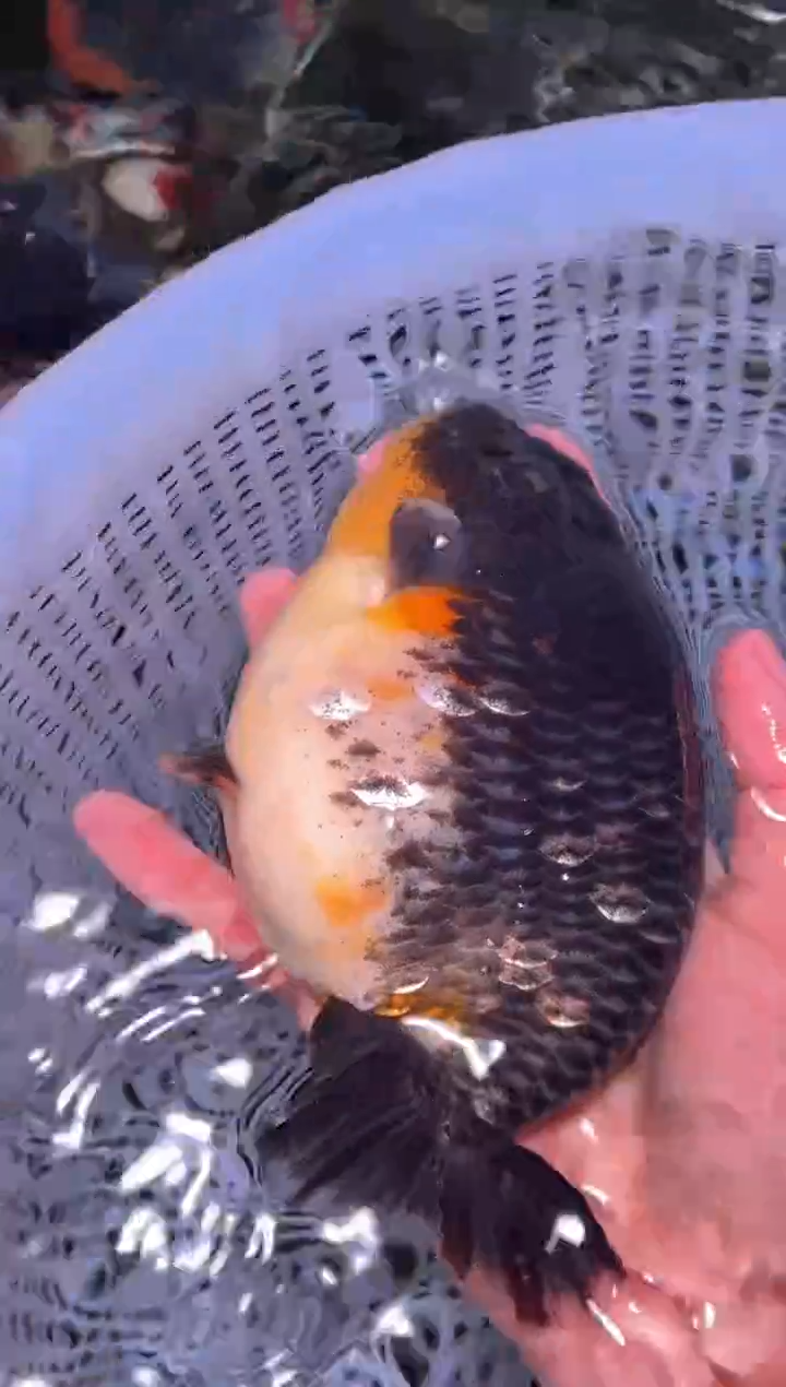 金鱼（运费到付，马印灯下展示）福州追鱼兰寿金鱼