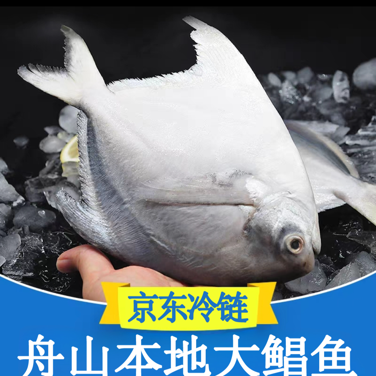 新鲜东海银鲳鱼大号京东冷链发货