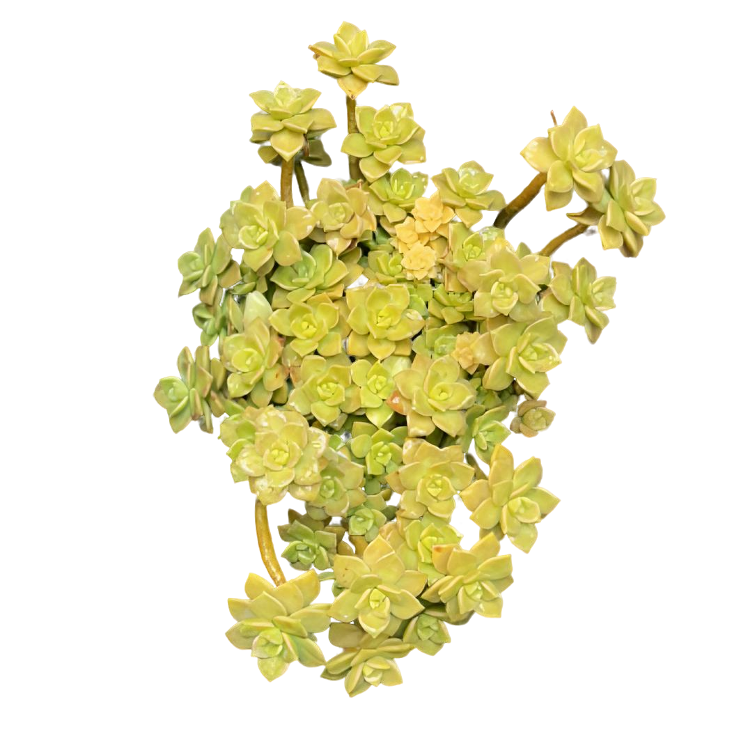 杏美人（土球发货25cm）群生老桩多肉植物高端果冻色飘枝老妖桩