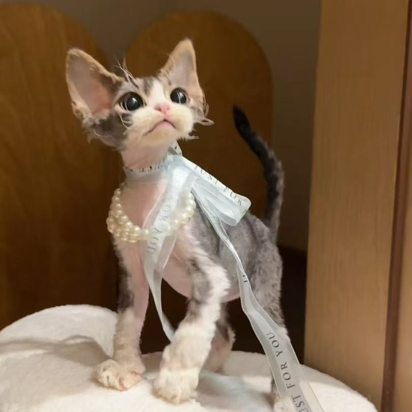 彩虹家德文卷毛猫 虎斑加白开脸弟弟36888