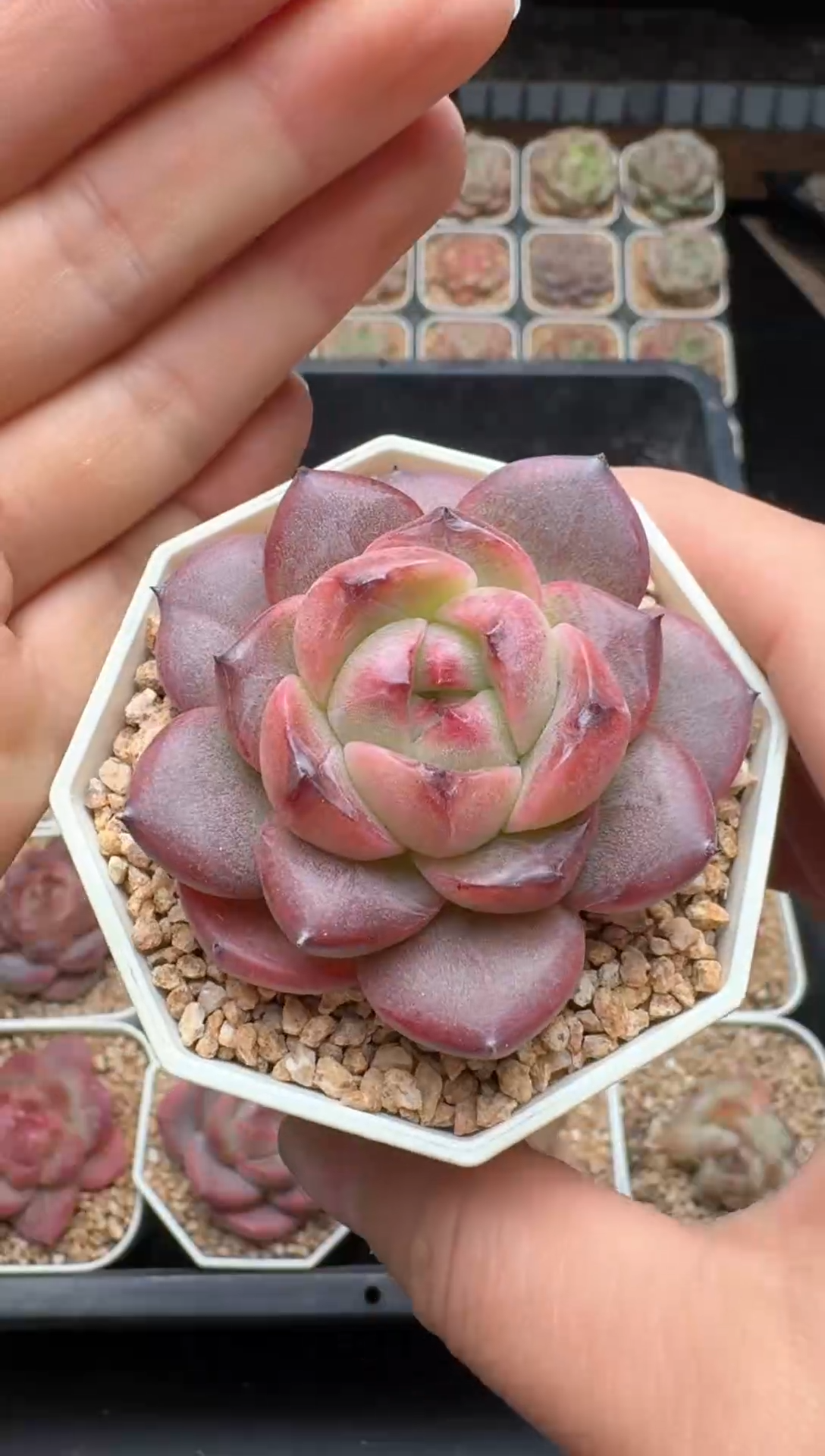 【闪购商品】268号一物一拍珍妮多肉花卉植物3颗起发