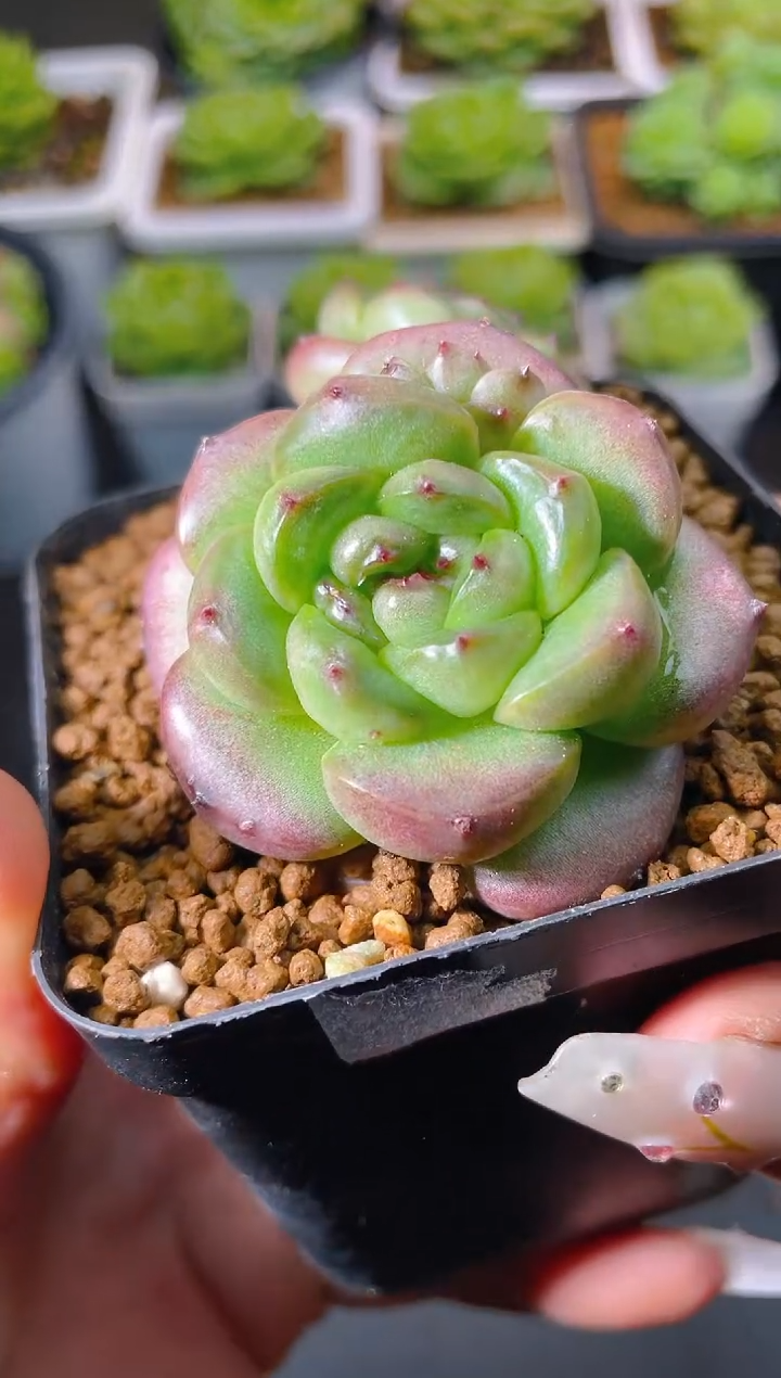 067黑眼豆豆量拍发一颗