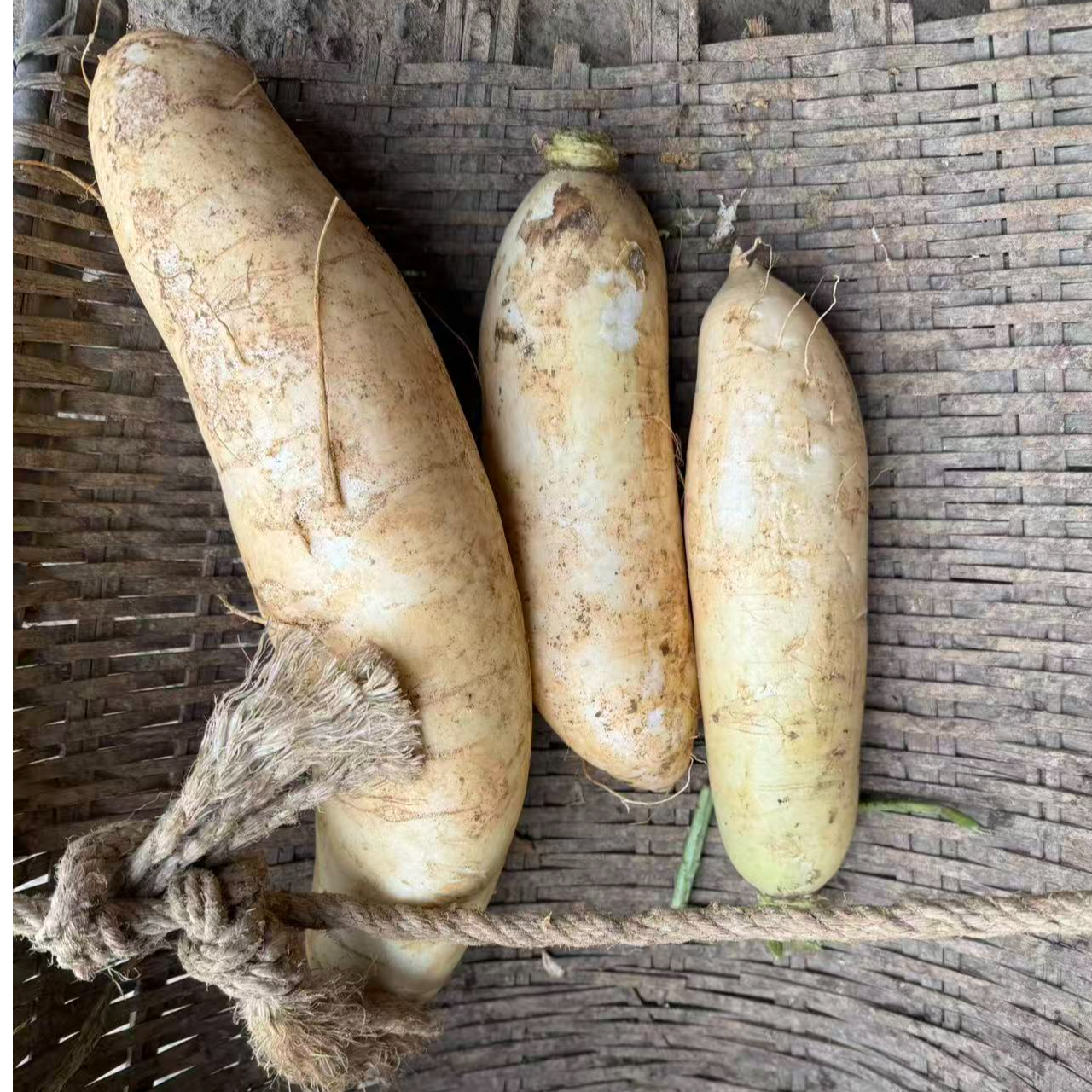 贵州2025农家种植白萝卜