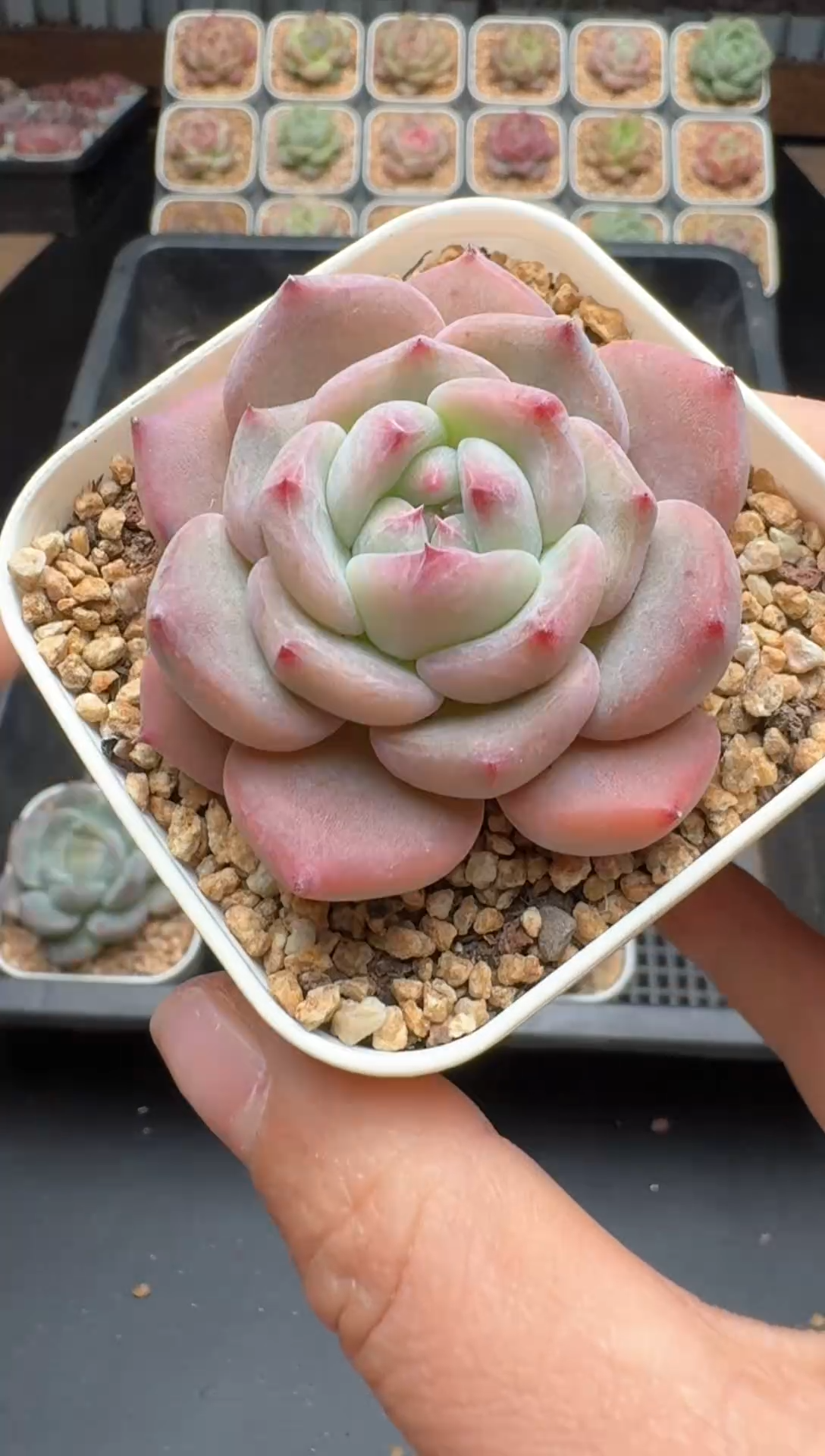 【闪购商品】584号 珍妮杂交多肉 花卉植物