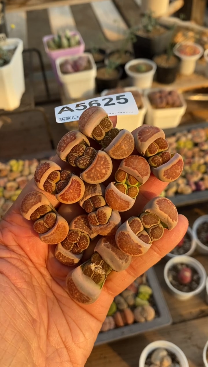 【闪购商品】5625直播一物一拍