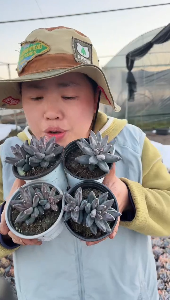 小号凤羽4颗带盆土 5