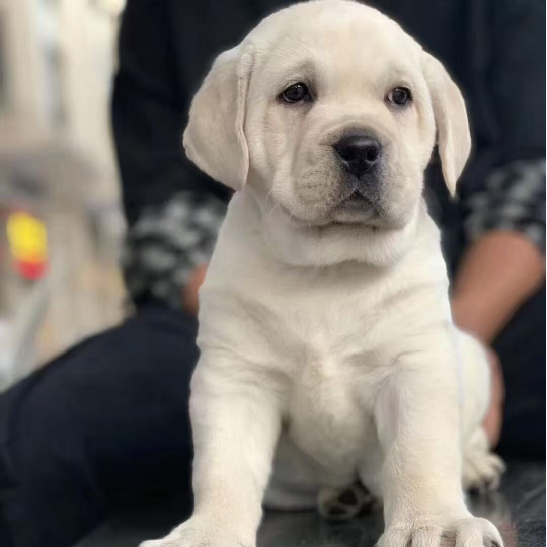 【小莹家的宠物B】拉布拉多犬 导盲犬宠物活体狗萌宠 小狗