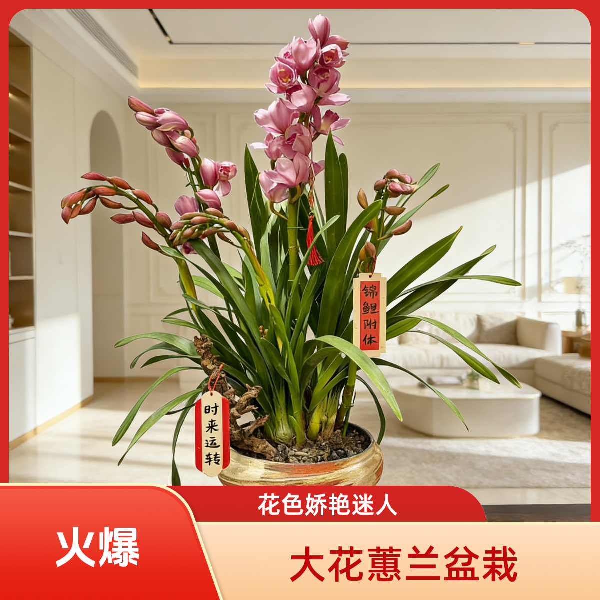 018大花蕙兰盆栽花店免费配送