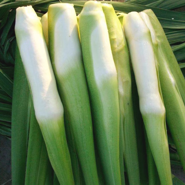 缙云本地高山茭白