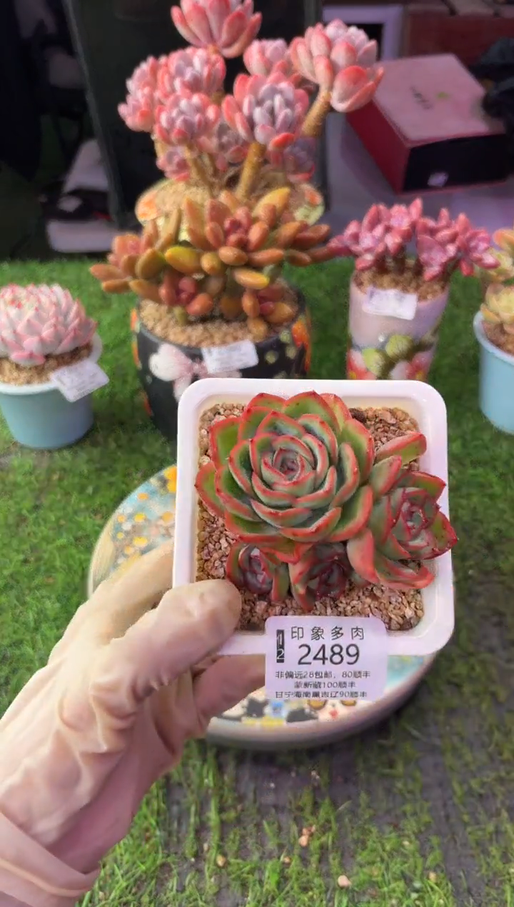 昆明印象多肉2489