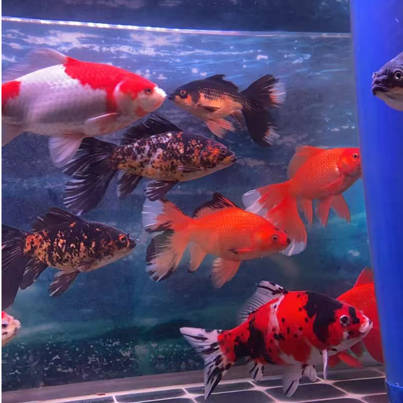 观赏冷水鱼好养耐活布里斯托 