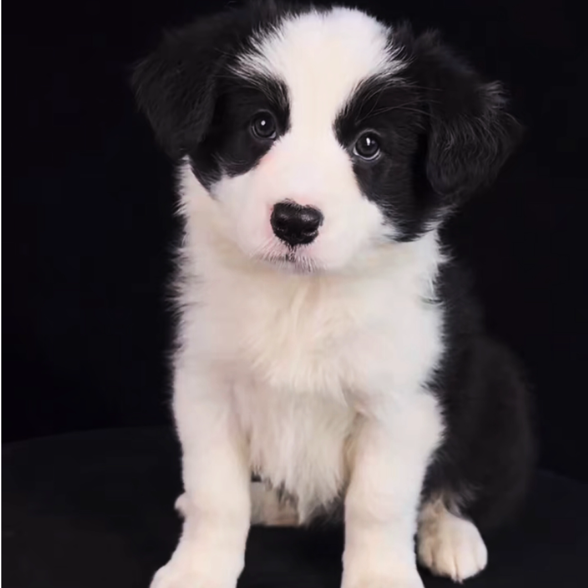 波罗家的边牧犬舍温顺可爱乖小狗超甜小边牧幼犬出售