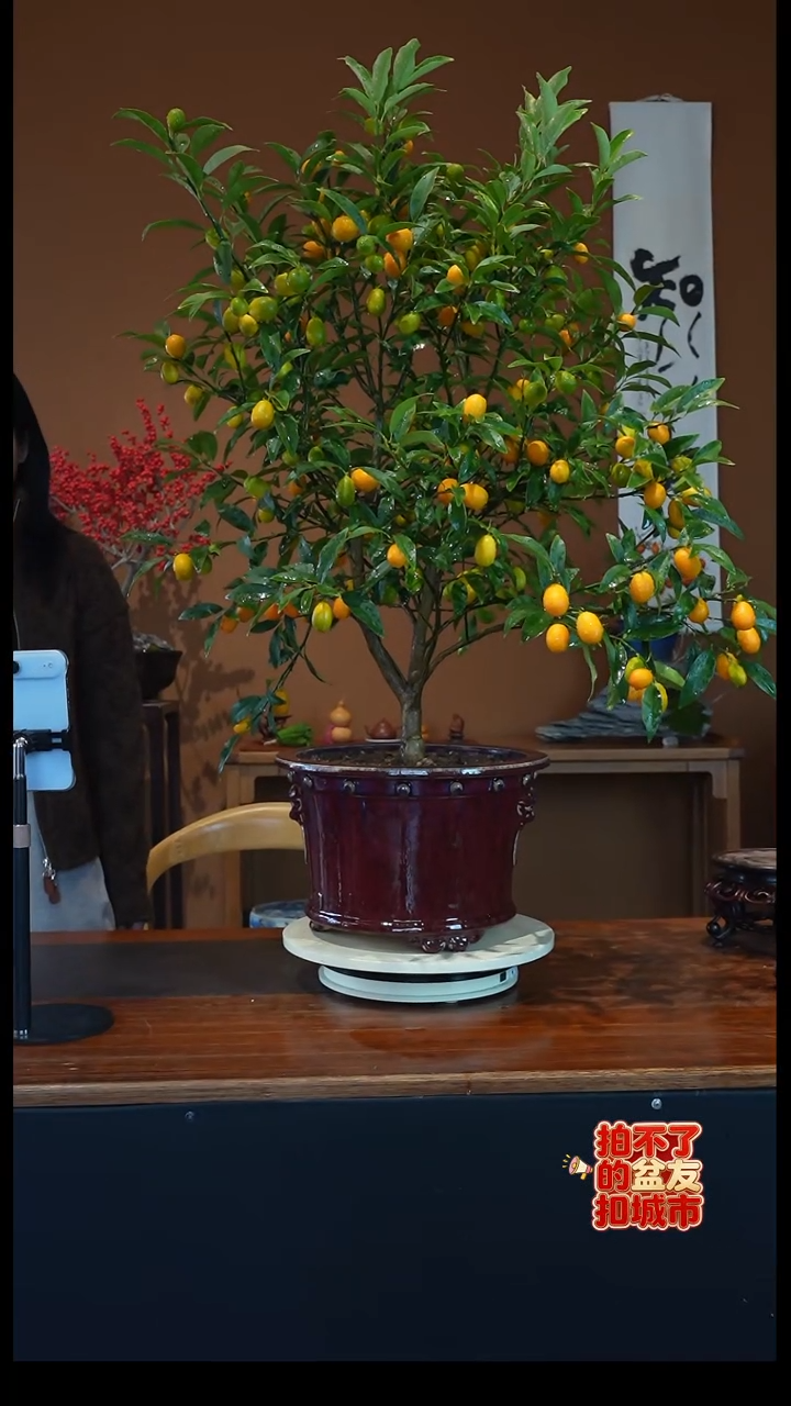 全部花朵脆皮金枣盆景盆景