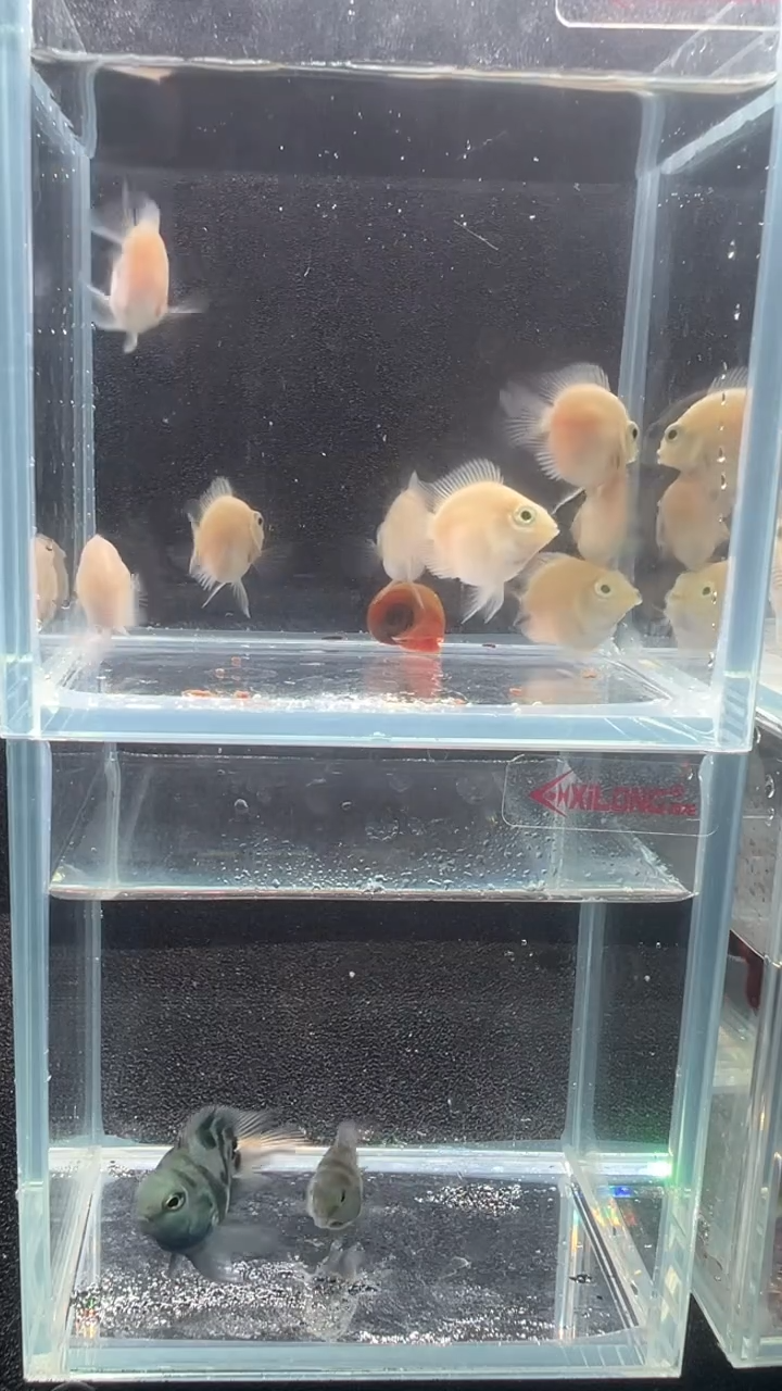 鹦鹉鱼自家繁殖迷你鹦鹉鱼8送2备损