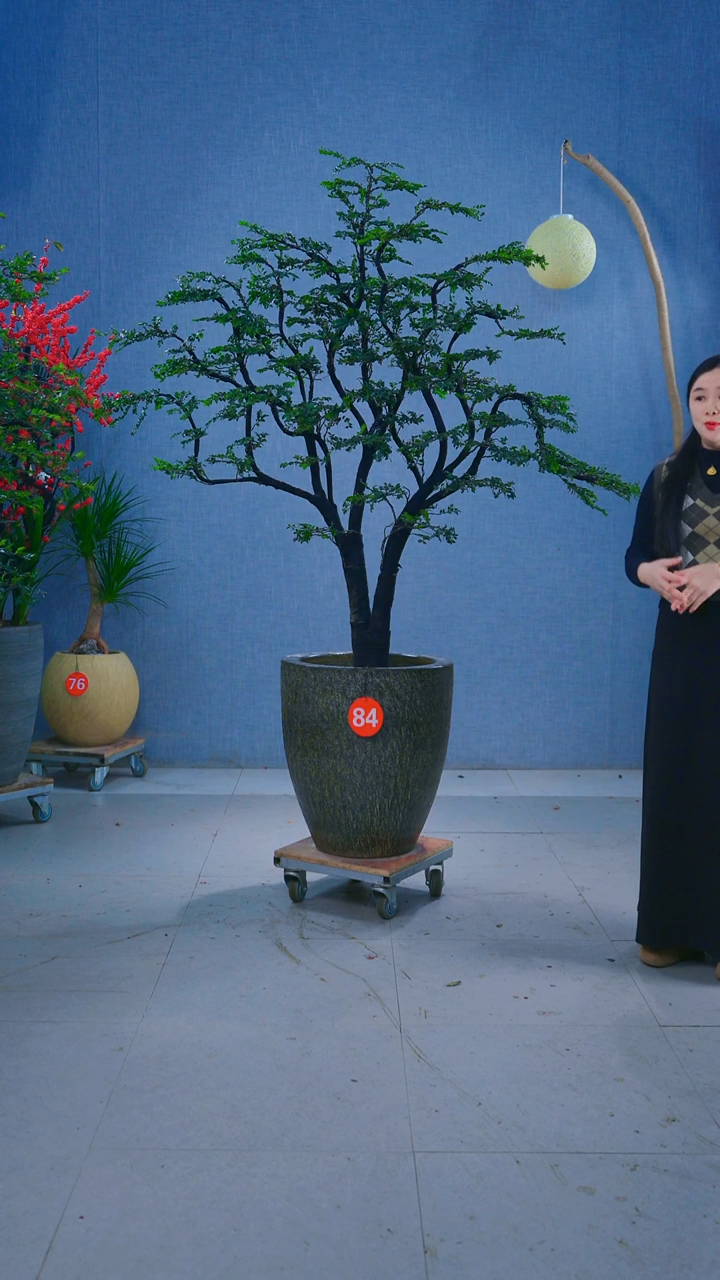 无花朵夜**明84号盆链接