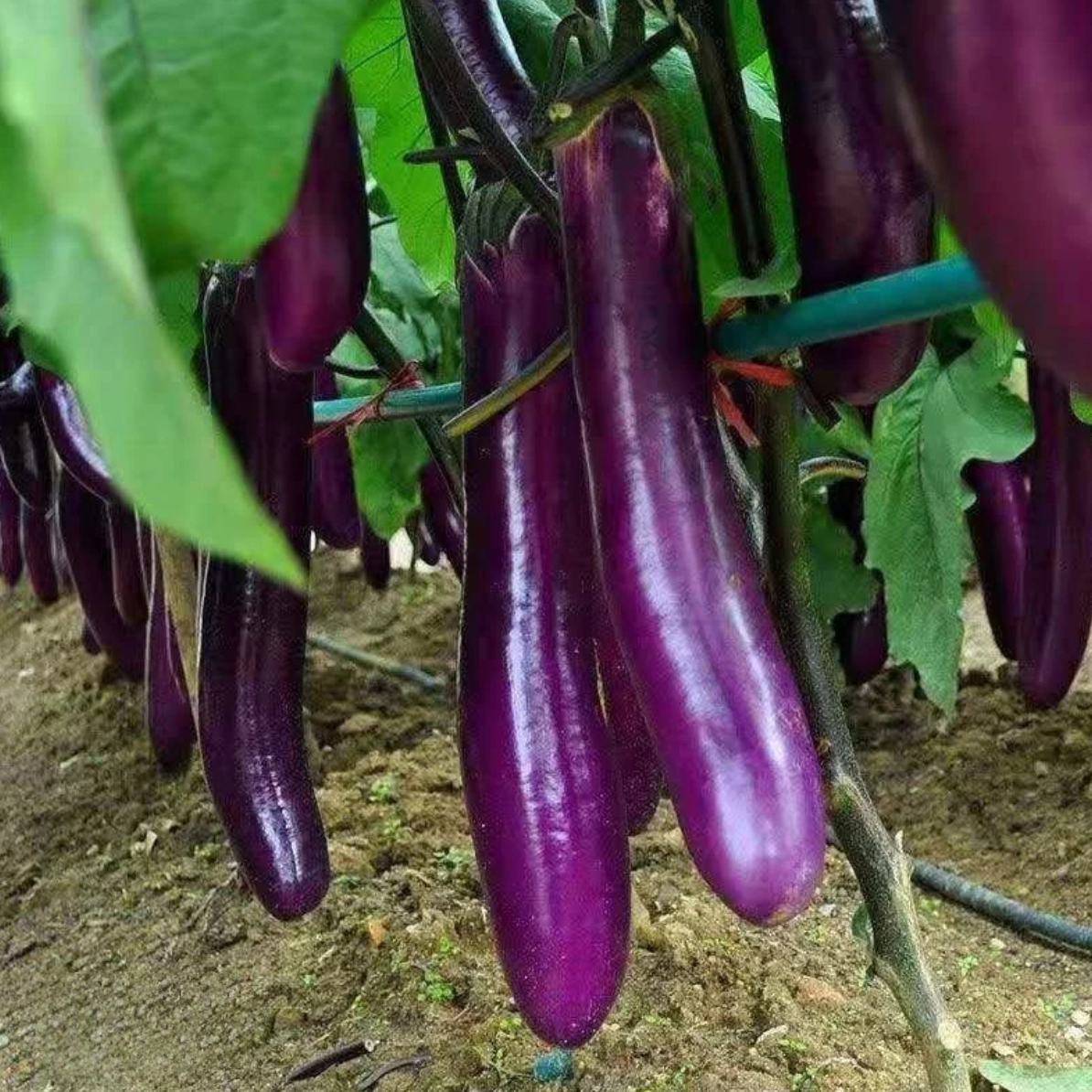 当季新鲜绿把紫长茄时令蔬菜新鲜采摘农家自种