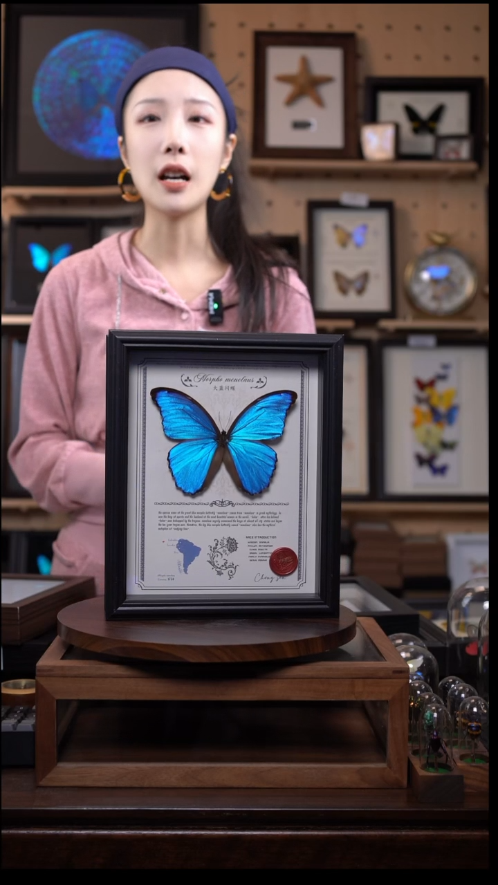 大蓝闪蝶豪华版10寸欧式框（带证书）