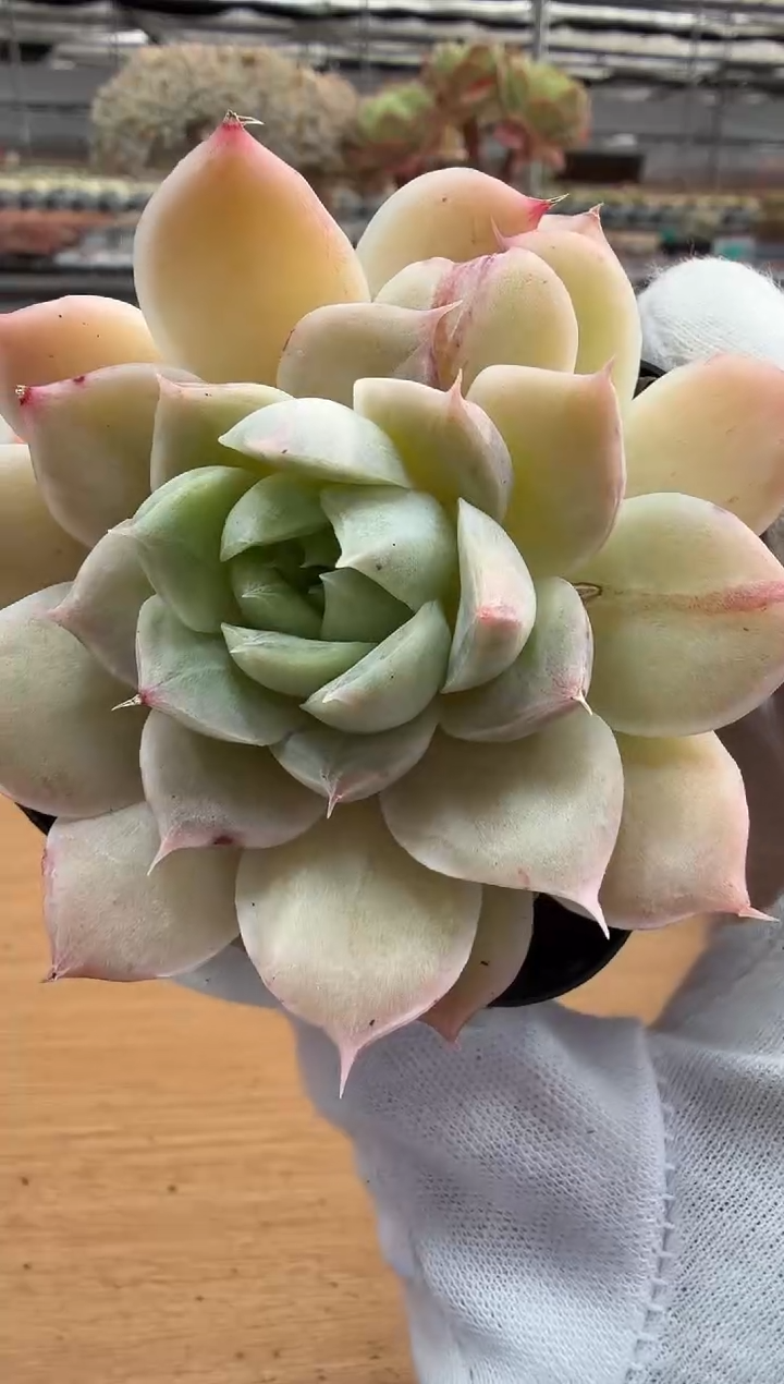 东云多肉园二店-179