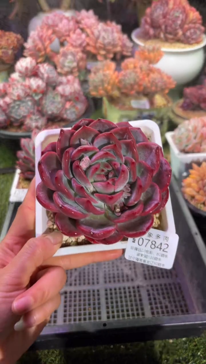 【闪购商品】07842