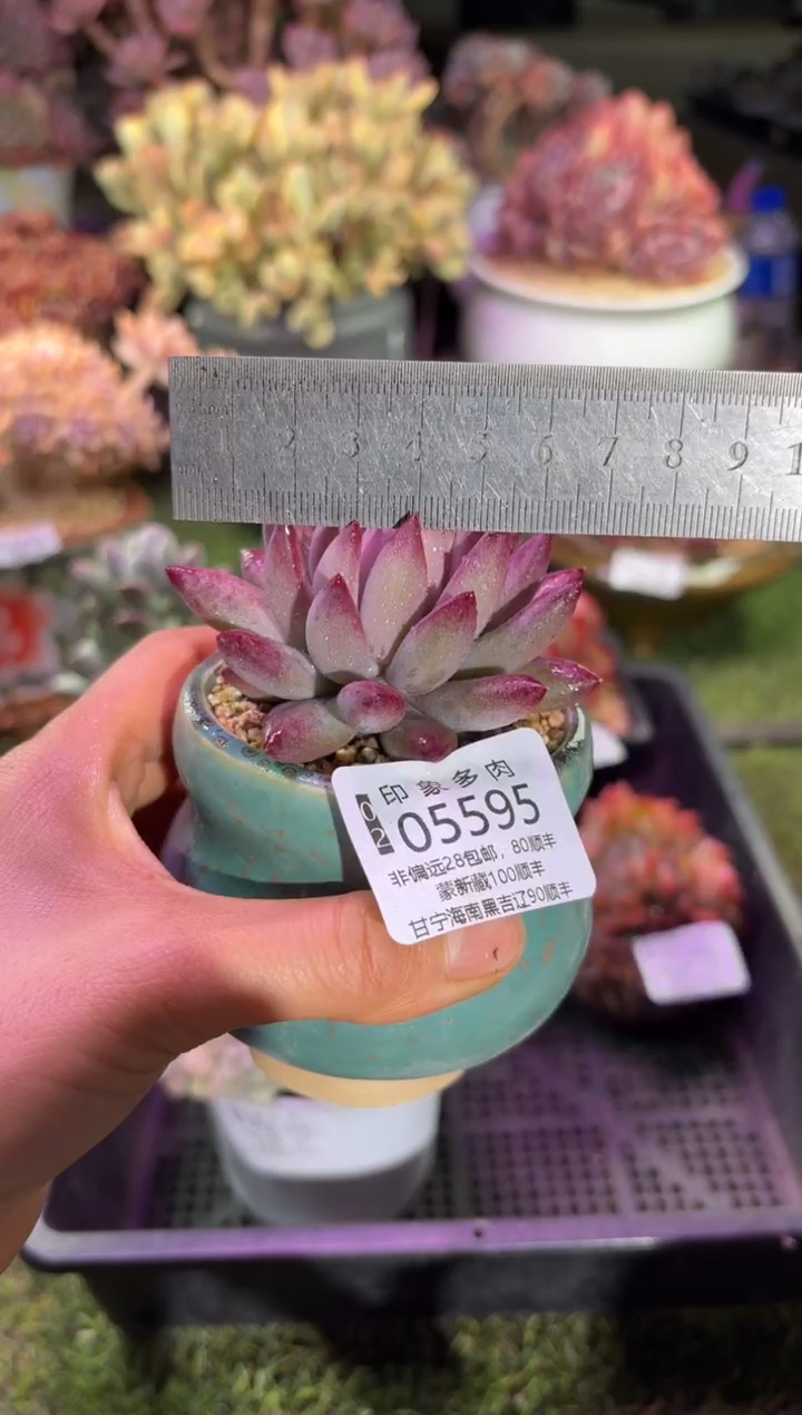 【闪购商品】05595脱土带盆