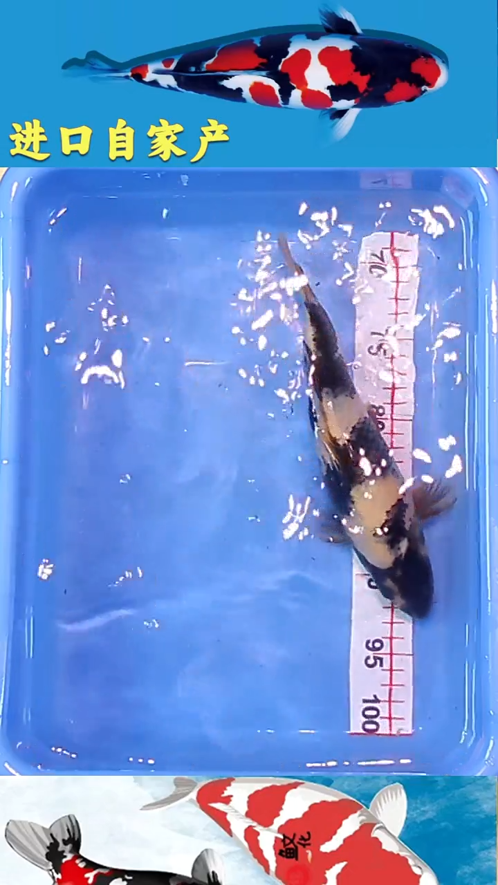 锦鲤2025/12/23悦鲤阁甄选锦鲤--9