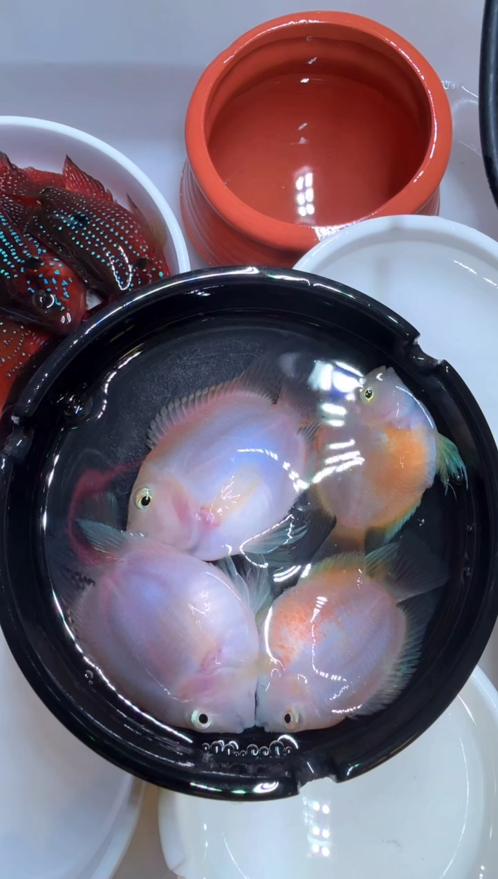 鹦鹉鱼胭脂粉2对