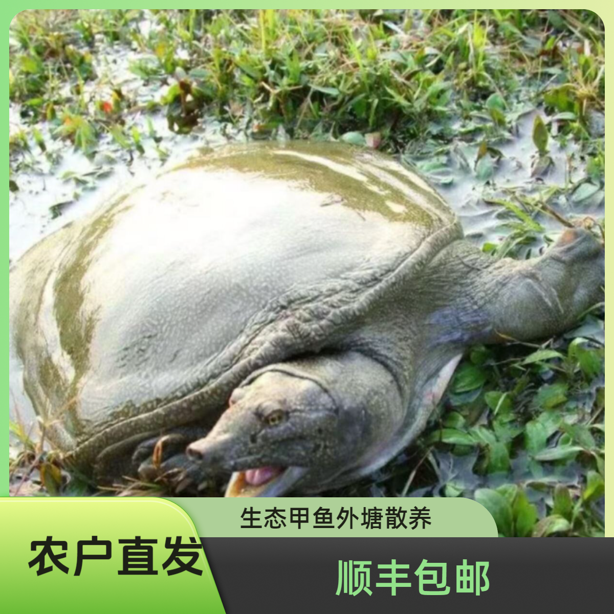 鲜活生猛甲鱼三只共5-6斤稻田放养老鳖中华鳖黑青花顺丰冷链到家