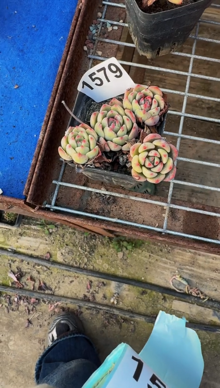 【闪购商品】1579（裸根发货）