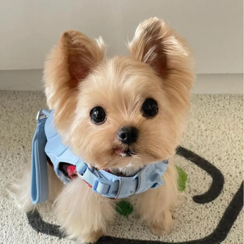 【万千宠爱】丹丹  克夏幼犬活体约克夏犬幼崽金头银背茶杯约克夏